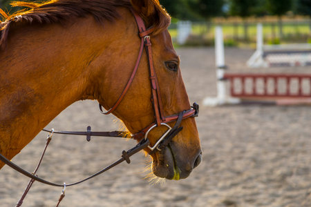 horse in the equestrian ring