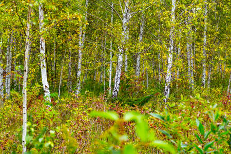 birch trees in the forestの写真素材