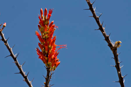 flowering ocotilloの写真素材