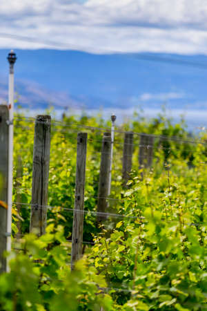 Vineyard viewの写真素材