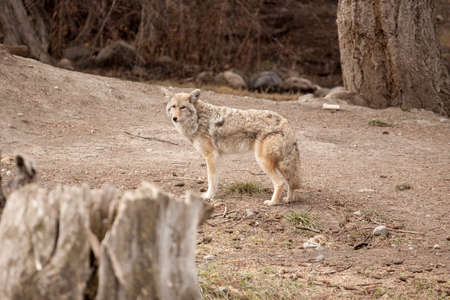 animals in the wildernessの写真素材