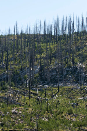 burned forest landscapeの写真素材