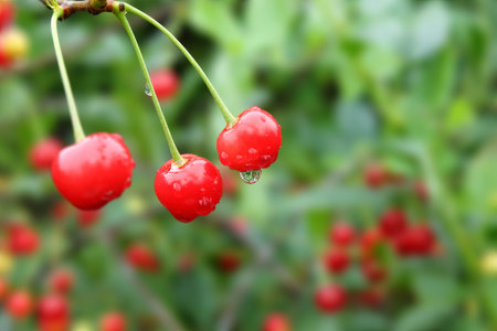 Red cherries with droplets on green background