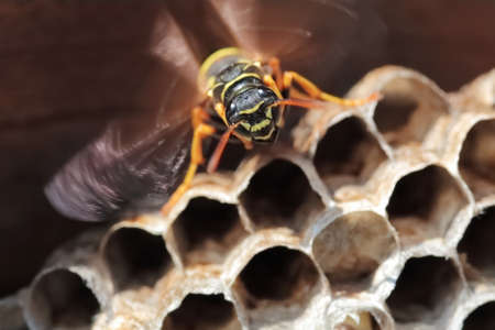 Paper Wasp sitting on nest. Polistes dominulusの写真素材