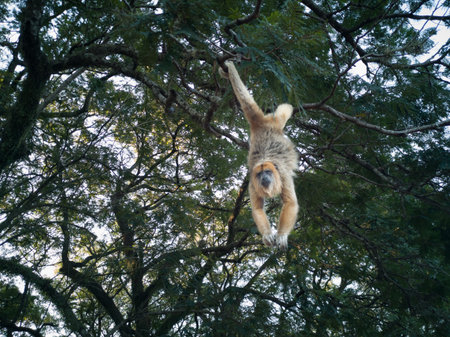 Gibbon climbing on a tree in the rainforest of Costa Rica