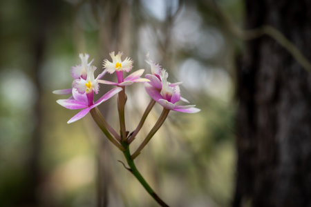 Organically grown orchids in a home gardenの写真素材
