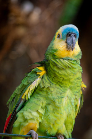 Macro portrait of a tropical parrot featuring emerald-green feathers, yellow highlights, and a vivid red eyeâcapturing the spirit and intelligence of South American wildlife.の写真素材