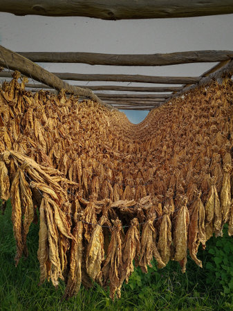 Rows of organic tobacco leaves drying under wooden beams. A traditional curing process that preserves aroma, texture, and artisanal quality.の写真素材