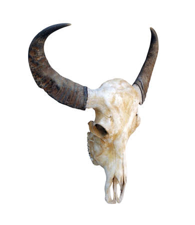 Cow skull, Head cow skull with horns isolated on white backgroundの写真素材