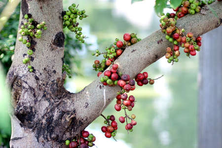 Red fig thai fruits on tree in forestの写真素材