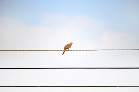 bird on wire aloneの写真素材