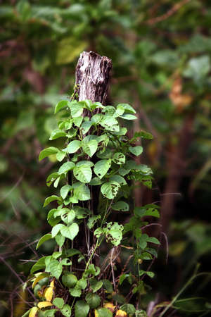 Stump old and small trees growing on the timber on nature green backgroundの写真素材