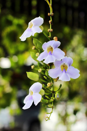flowers vine white purple with bushy beautiful on soft and blur backgroundの写真素材