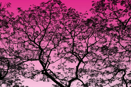Abstract Black Tree Branches on background Pink highlightの写真素材