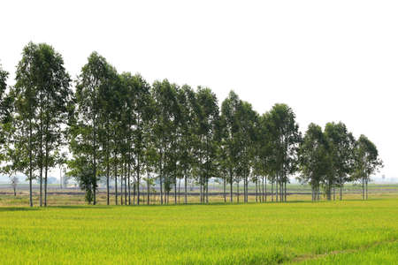 Eucalyptus forest Row in farmland rice Thailand, Row of eucalyptus tree for paper industry and oilの写真素材
