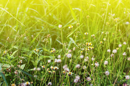 flower grass at relax morning time sunlightの写真素材