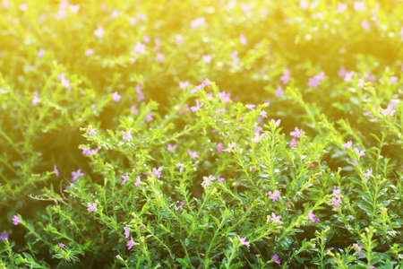 flower small vintage lovely grass at relax morning time sunlight for background footageの写真素材