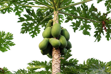 papaya on tree and papaya farmの写真素材