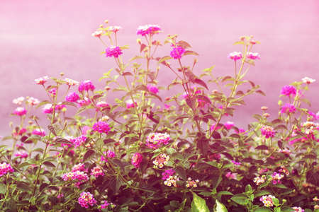 Pink Lantana flowers, Phakakrong (thai word) blossom small spring on green beautiful and fresh backgroundの写真素材