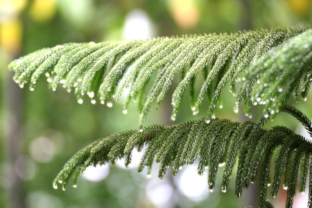 Nature fresh green leafs with drop water (selective focus)の写真素材