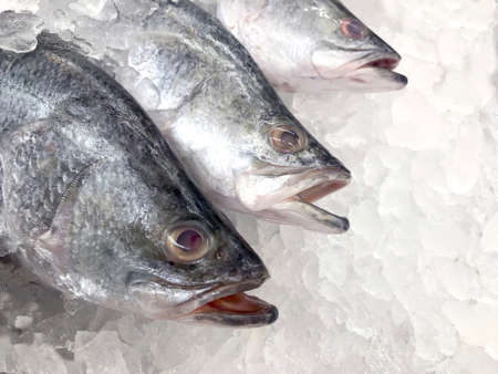 white snapper fish, raw fresh white snapper frozen in supermarket (selective focus)の写真素材