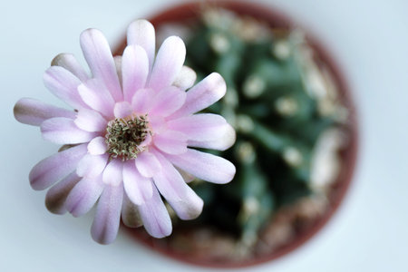 Gymnocalycium flower Cactus breed (Selective focus)