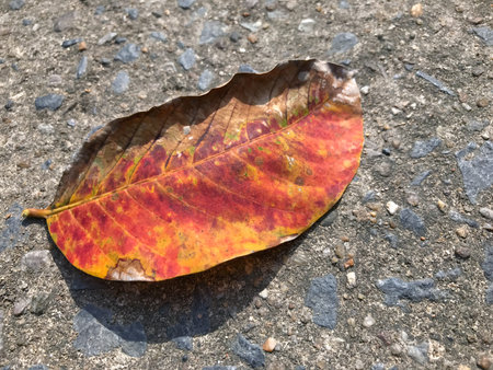 Dry leaves, orange leaves wither, leaves, winter, global warming, leaf fallの写真素材