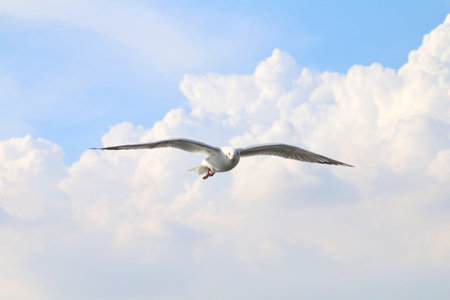 White seagull one flying flare in the sky a beautiful grove, gulls, white poultry in Asia by winter,...