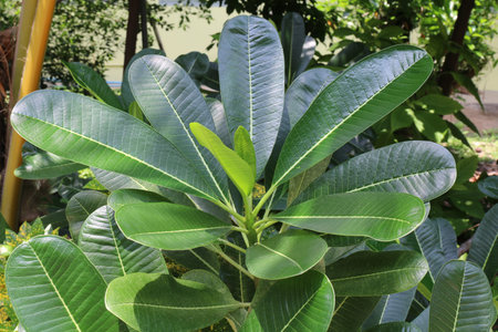 frangipani leaf green natureの写真素材