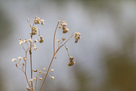Dry grass flower in beautiful winterの写真素材
