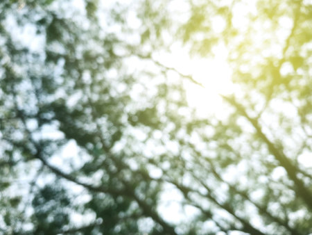 Blurred tree bokeh soft sunlight for landscape background tree bokeh nature sunshine