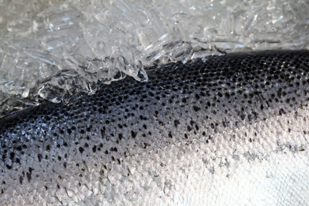 Skin Salmon fish, Salmon Fish scale texture and ice