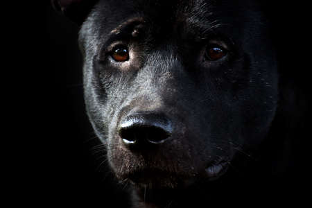 Dog, Black dog face, Sad dog (close up)の写真素材