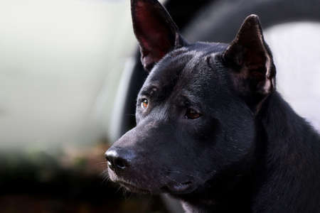 Dog, Black dog face close up (Selective Focus)の写真素材