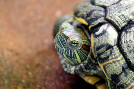 Turtle, Head turtle close up, Turtle contract in the shell (Selective focus)