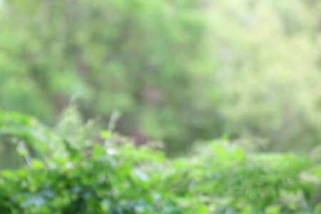 abstract tree blurred background, Blurred Tree background forest green beautiful two toned soft natureの写真素材