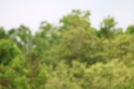 abstract tree blurred background, Blurred Tree background forest green beautiful two toned soft natureの写真素材