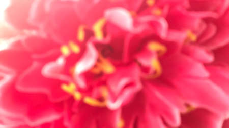 Blurred red pink flower Background, Valentine Background, Pink rose blurry flower abstract wallpaperの写真素材