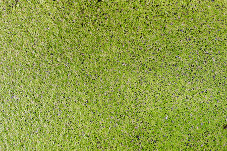 Duckweed, Green leaf Duckweed Background, Duckweed is a floating plant on the surfaceの写真素材