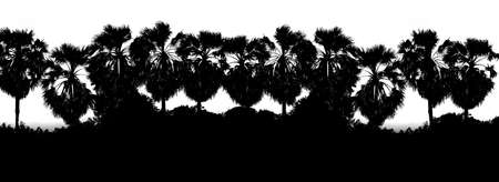 Black White color Row sugar palm tree branch silhouette background, Tree shape palm background jungle, Picture Tree of art Black White color wallpaper backdropの写真素材