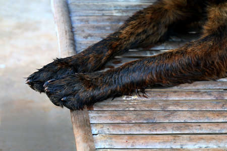 Wet dog legs, Wet dog hairsの写真素材