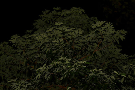 Bush Leaves Big Tree Night time scene, Leaves, Tree, Forest on black background night darkの写真素材