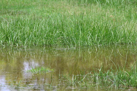 dirty water flooding, flood sewage, moss flooding on grassy soil after rain, waste water is environment problem pollution water dirt sewageの写真素材