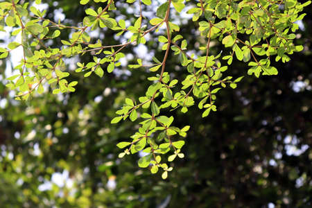 Beautiful tree branch leaf natural plant, Tree bokeh bright environment background, Growth leaf tree nature fresh green bush, Forest backgroundの写真素材