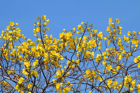 Yellow Cotton flower Tree flowers on sky blue background (Scientific name : Cochlospermum regium),...
