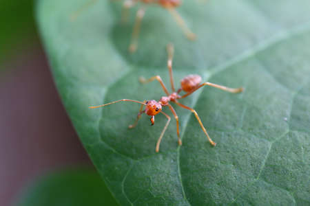 Ant Red on leaf green forest nature close upの写真素材