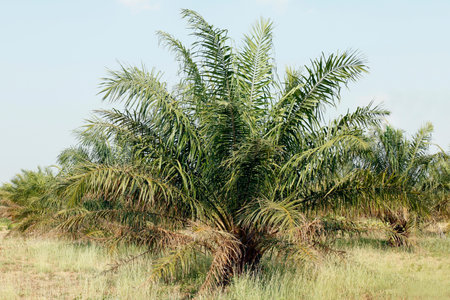 palm, oil tree palm garden, palm plantation