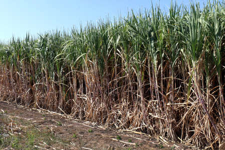 Sugarcane, Sugarcane plants grow in field, Plantation Sugar cane tree farm, Background of sugarcane fieldの写真素材