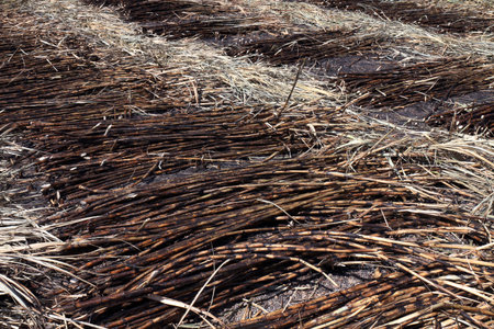 Sugarcane burn, Sugarcane plantation burn, sugarcane, sugar cane burned cutting on floor field plantationの写真素材