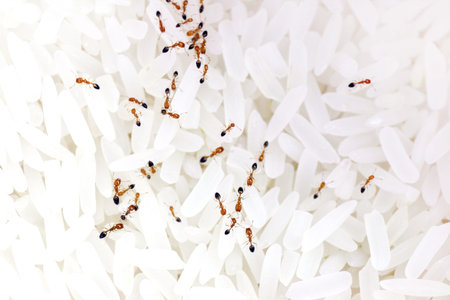 ant, ants on rice, swarm small red ants in rice seed white (selective focus)